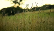What are native grasslands?