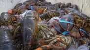 Forget Maine, Jersey fishermen catch quality lobsters