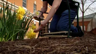 Gardening off the ground