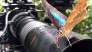 Filming Beautiful Butterfly Footage