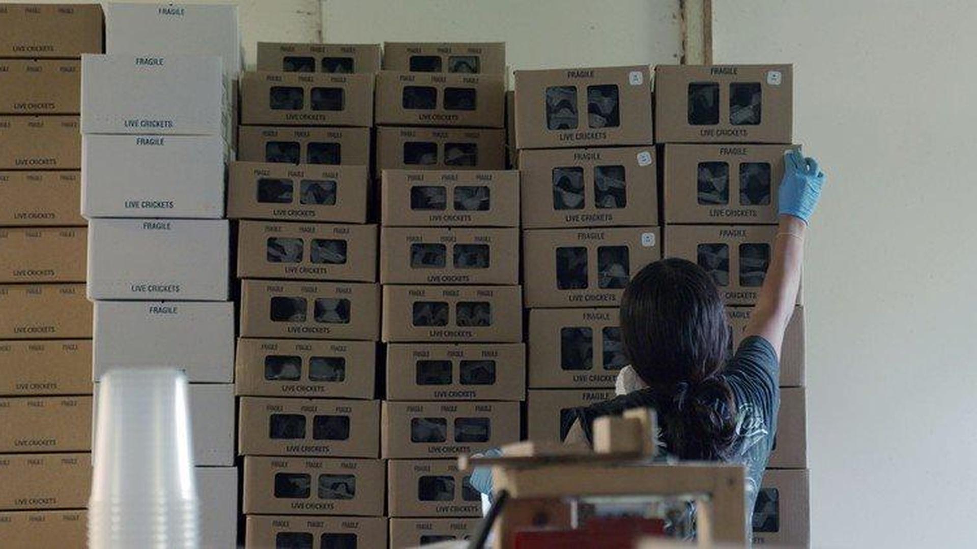 Bug Farm | POV | ALL ARTS