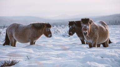 These Arctic Horses Don't Mind the Cold