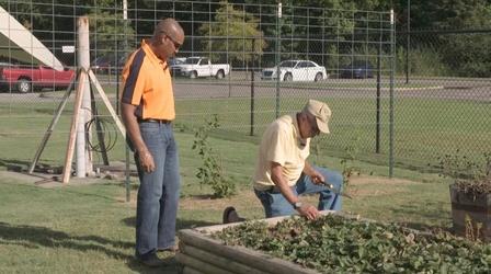 Video thumbnail: The Family Plot Strawberry Maintenance & Canning Green Beans