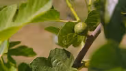 Unique Crops
