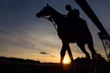 Why horses are dying at U.S. racetracks at an alarming rate