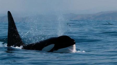 Video thumbnail: Nature How Orcas Hunt Dolphins