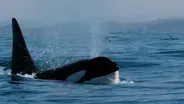 How Orcas Hunt Dolphins