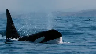 How Orcas Hunt Dolphins