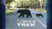 Bears: How Does the Bear Cross the Road?