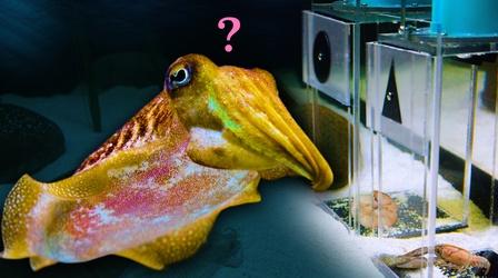 Video thumbnail: NOVA Can this Cuttlefish Pass an Intelligence Test?