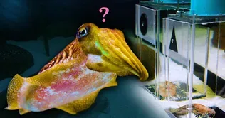 Can this Cuttlefish Pass an Intelligence Test?