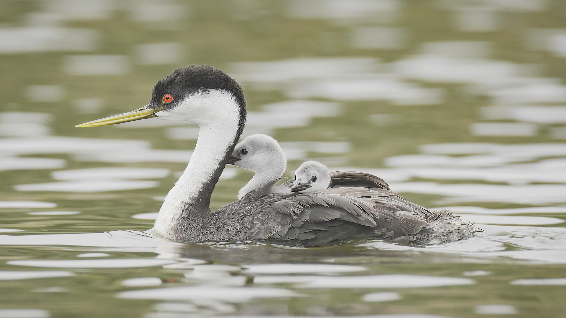 Experience San Diego, where dazzling biodiversity thrives amidst a transformed urban landscape.