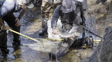 Video thumbnail: Outdoor Nevada Trout Spawning