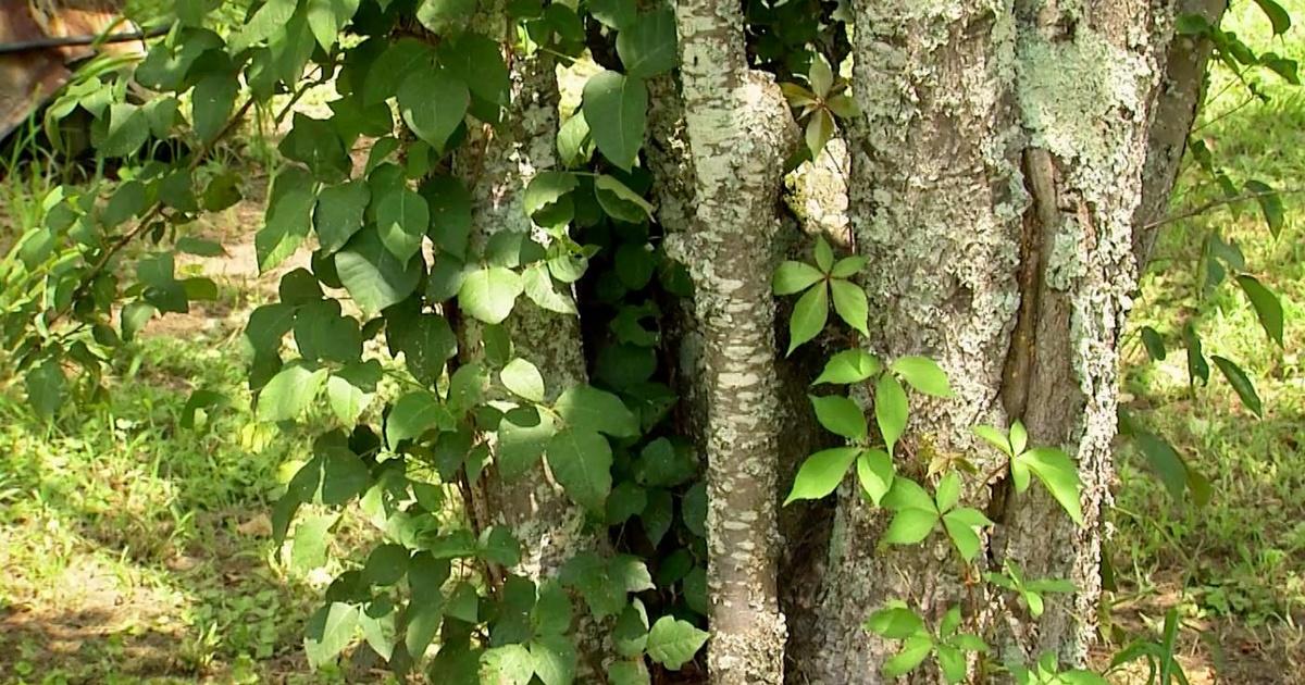 Virginia Home Grown Poison Ivy vs. Virginia Creeper Season 20