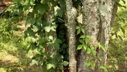 Poison Ivy vs. Virginia Creeper