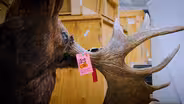 Inside the Denver warehouse filled with trafficked wildlife goods