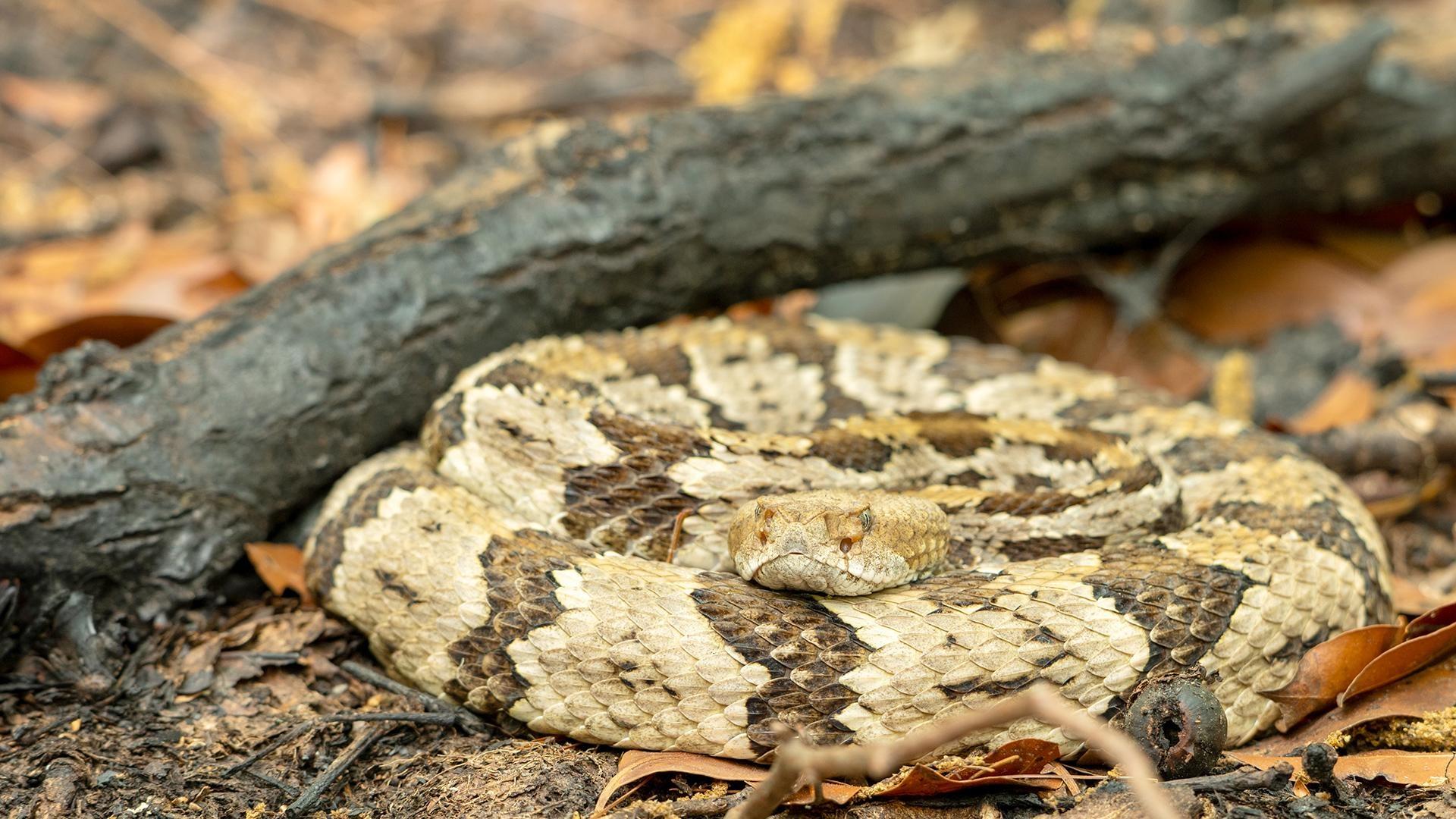 What's Wild Timber Rattlesnake Season Episode PBS