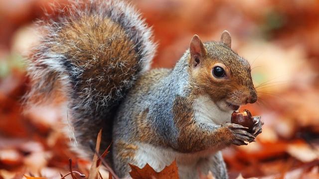 Nature | A Squirrel's Guide to Success