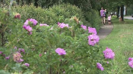 Video thumbnail: Great Gardening On the Boulevard