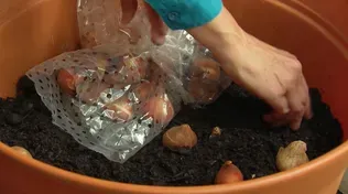 Planting Bulbs in Layers