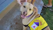 Episode 919: Stella, a homeless dog and other stories