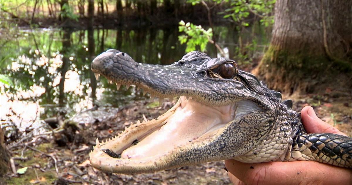 Coastal Kingdom, Alligators, Season 1, Episode 14
