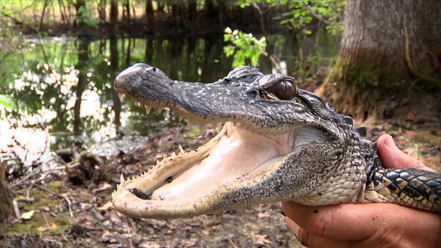 Alligators