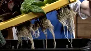 Simple Home Hydroponics