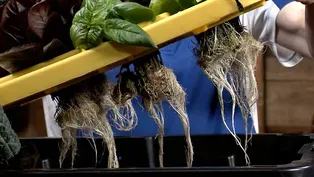 Simple Home Hydroponics