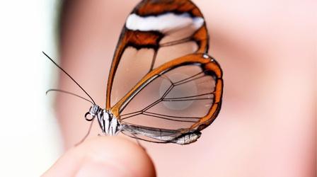 Video thumbnail: Deep Look Glasswing Butterflies Want To Make Something Perfectly Clear