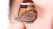 Glasswing Butterflies Want To Make Something Perfectly Clear