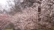 A plan to plant more trees in Newark