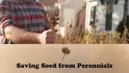 Saving Seed from Perennials