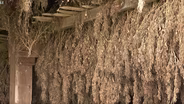 Impending Hemp Ban May Be Averted