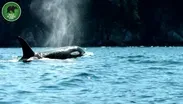 The Man Who Speaks Orca