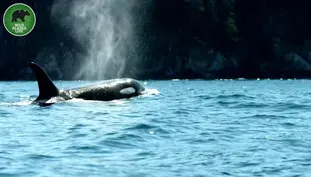 The Man Who Speaks Orca