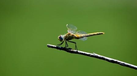 Video thumbnail: SCI NC Dragonfly Mysteries