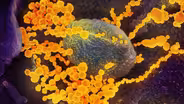 What We Know and Don’t Know about the Coronavirus