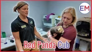 The Potawatomi Zoo - Red Panda Cub