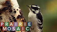 Prairie Mosaic 1007