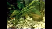 Tetras