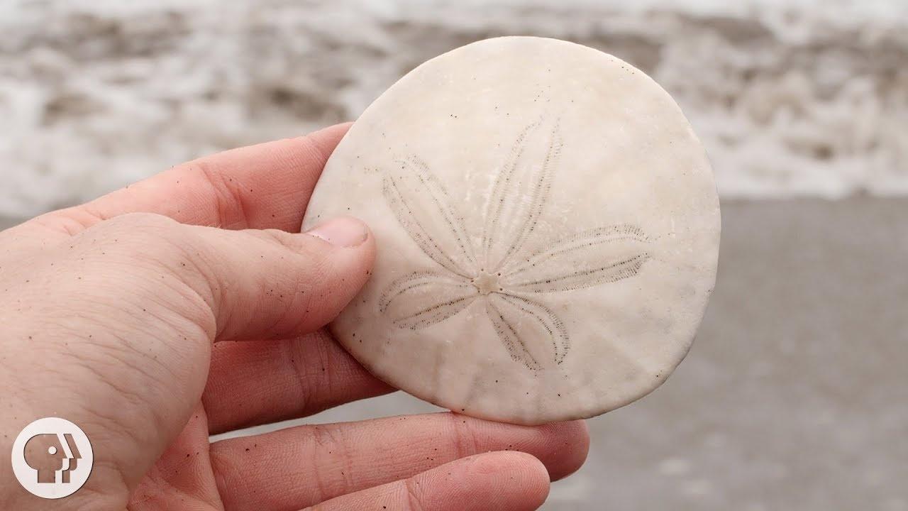 What Are Sand Dollars And Why Should You Leave Them On The Beach?