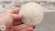 A Sand Dollar's Breakfast is Totally Metal