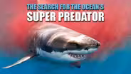 The Search for the Ocean's Super Predator