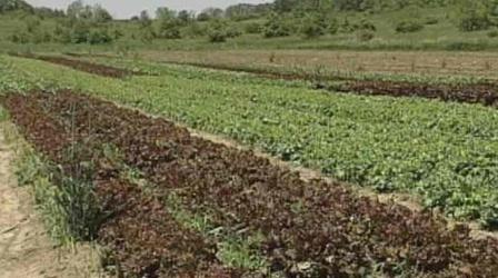 Video thumbnail: The Wisconsin Gardener Organic Gardening