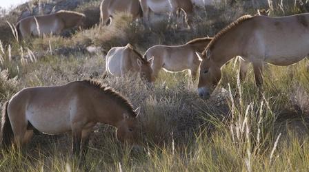 The Wild Horses That Beat Extinction