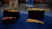 Appraisal: Oscar Peterson Fish Decoys, ca. 1932