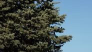 Evergreen Recommendations and Home Fire Safety