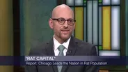 Is Chicago the ‘Rat Capital’ of the US?