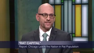 Is Chicago the ‘Rat Capital’ of the US?